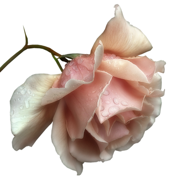 This png image - Beautiful Transparent Rose PNG Picture, is available for free download