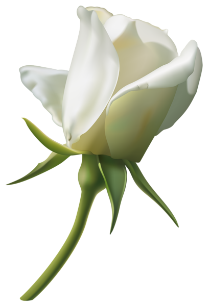 This png image - Beautiful White Rose Bud PNG Clipart Image, is available for free download
