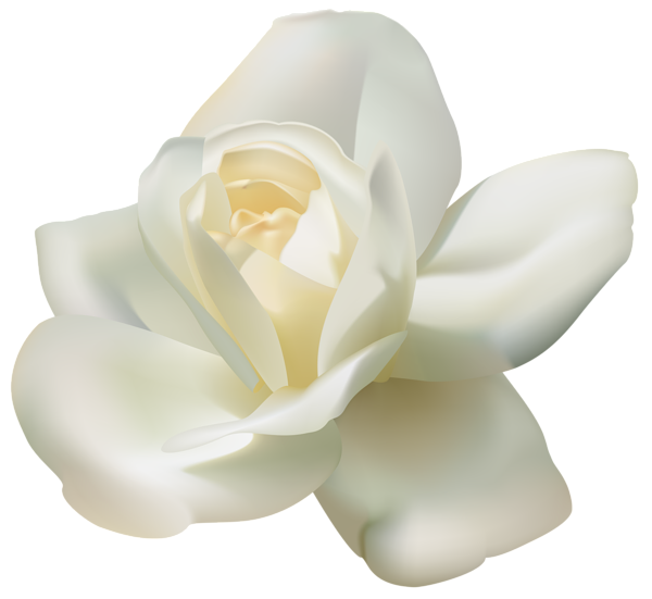 This png image - Beautiful White Rose PNG Clipart Image, is available for free download