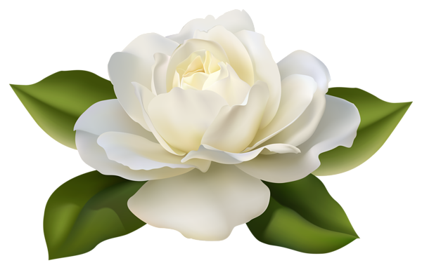 This png image - Beautiful White Rose with Leaves PNG Image, is available for free download