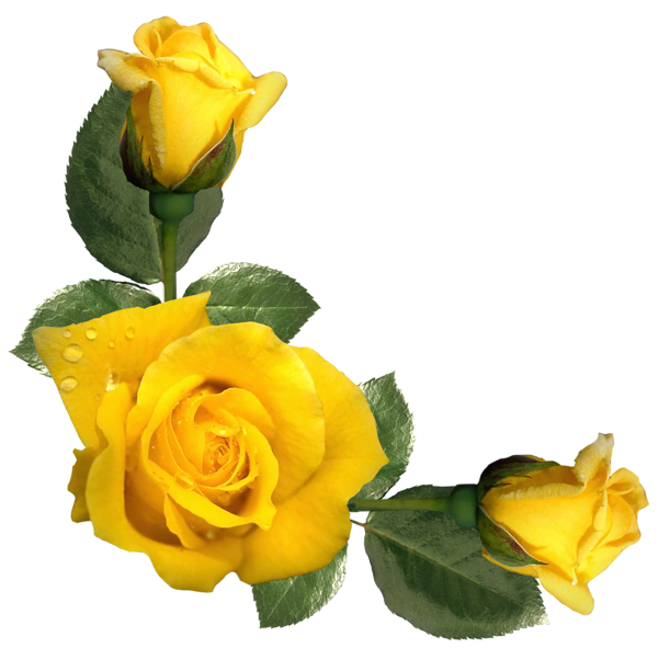 This png image - Beautiful Yellow Roses Decor PNG Image, is available for free download