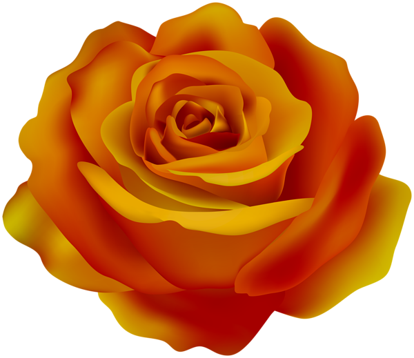 This png image - Bicolor Rose Red Yellow Transparent Clipart, is available for free download