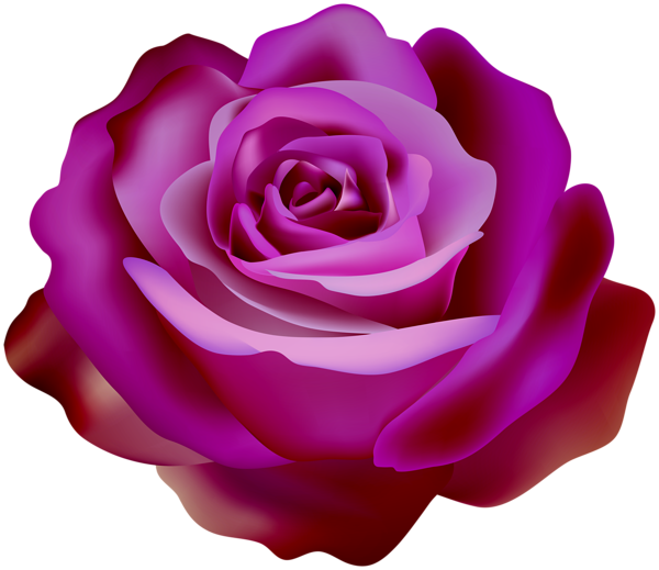 This png image - Bicolor Rose Transparent Clipart, is available for free download