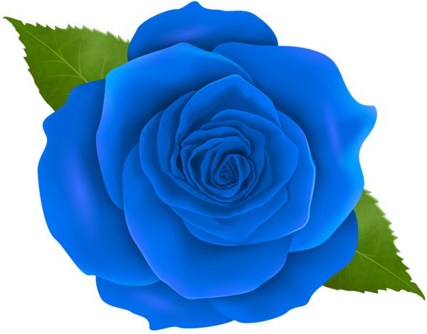 Blue Rose Transparent PNG Clip Art | Gallery Yopriceville - High ...