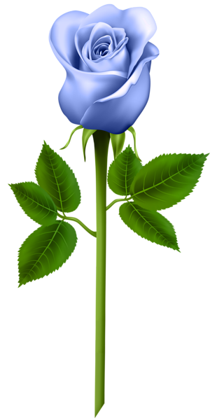 This png image - Blue Rose Transparent PNG Image, is available for free download