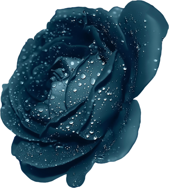 This png image - Blue Rose With Dew Clipart, is available for free download
