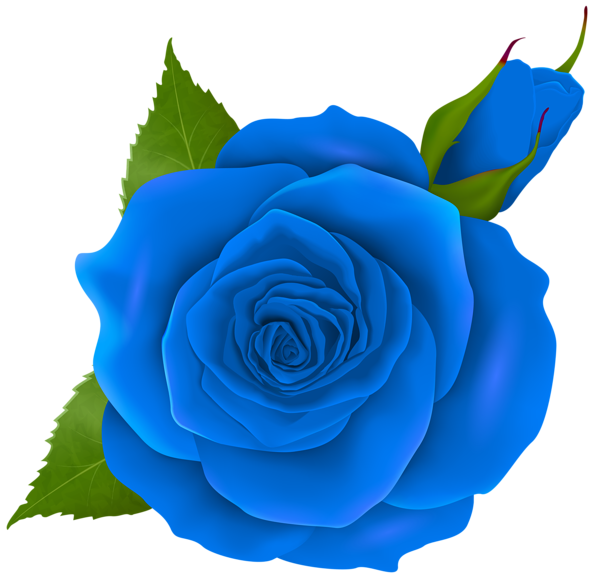 This png image - Blue Rose and Bud Transparent PNG Clip Art, is available for free download