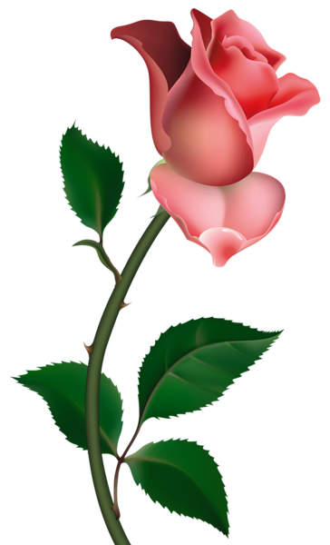 This png image - Clipart Rose PNG Picture, is available for free download