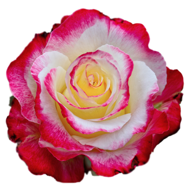 This png image - Colorful Rose PNG Clipart Image, is available for free download