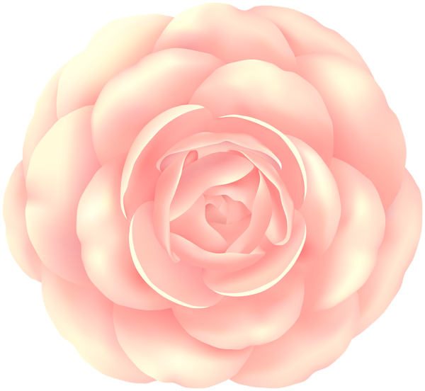This png image - Cream Rose PNG Flower Clipart, is available for free download