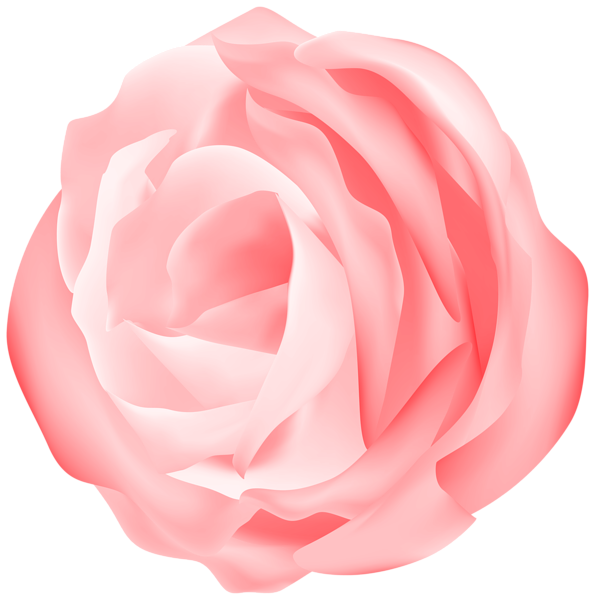 This png image - Decorative Rose Peach Transparent Image, is available for free download