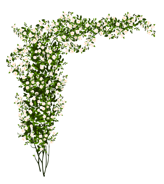 This png image - Decorative Whte Rose Bush PNG Clipart Picture, is available for free download