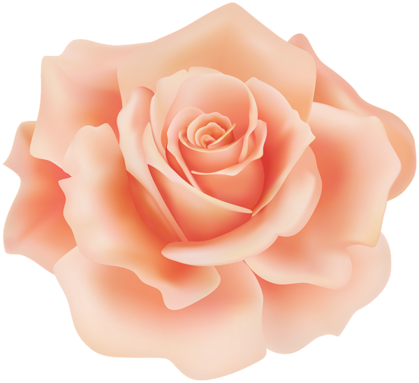 This png image - Delicate Orange Rose PNG Clipart, is available for free download