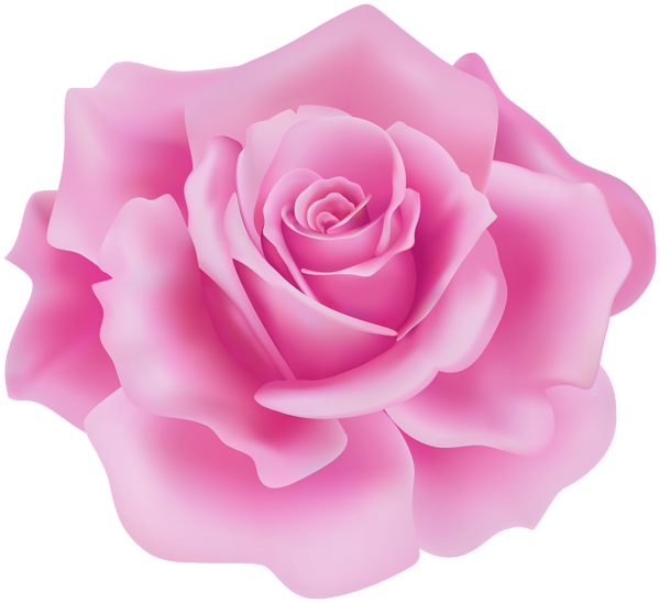 This png image - Delicate Pink Rose PNG Clipart, is available for free download