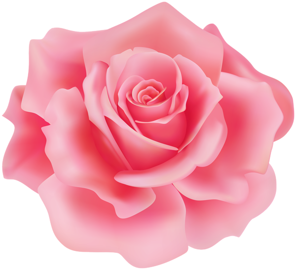 Delicate Red Rose PNG Clipart | Gallery Yopriceville - High-Quality ...