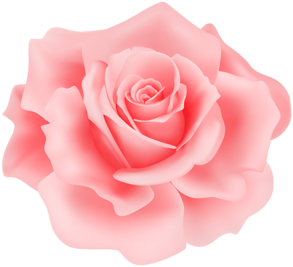 This png image - Delicate Rose PNG Clipart, is available for free download