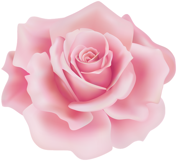 This png image - Delicate Soft Pink Rose PNG Clipart, is available for free download