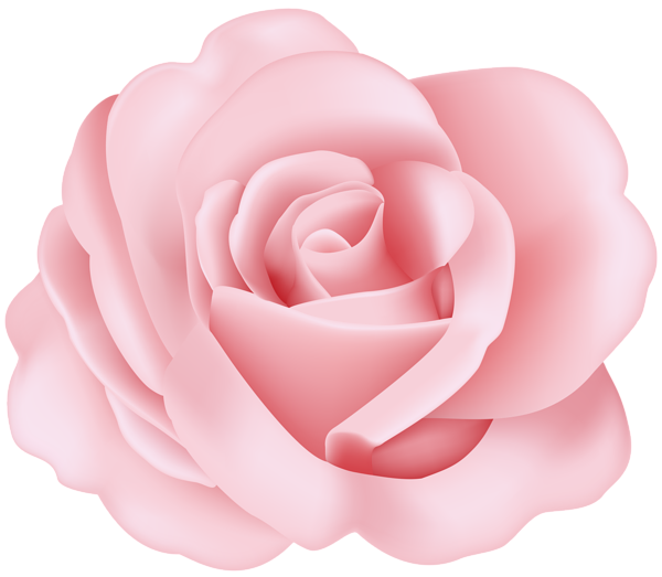 Flower Rose Pink Transparent Image | Gallery Yopriceville - High ...