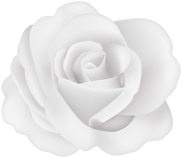This png image - Flower Rose White Transparent Image, is available for free download