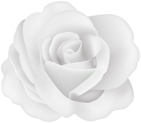 Flower Rose White Transparent Image | Gallery Yopriceville - High