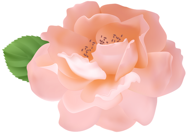 This png image - Garden Rose PNG Clipart, is available for free download