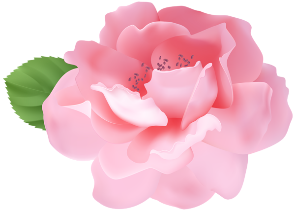 This png image - Garden Rose Pink PNG Clipart, is available for free download