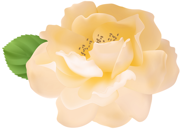 This png image - Garden Rose Yellow PNG Clipart, is available for free download