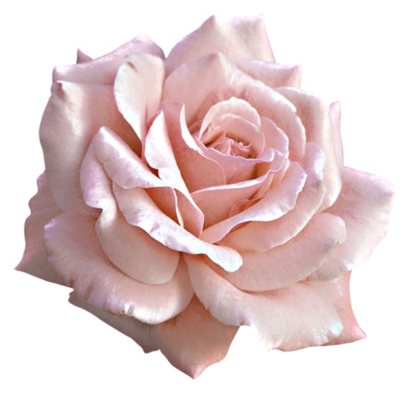 Large Light Pink Rose PNG Clipart | Gallery Yopriceville ...