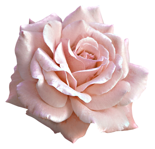 This png image - Large Light Pink Rose PNG Clipart, is available for free download