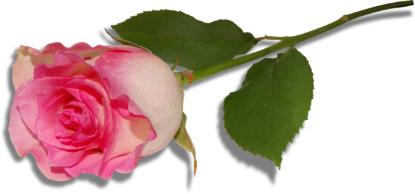 This png image - Large Pink Rose PNG Clipart, is available for free download