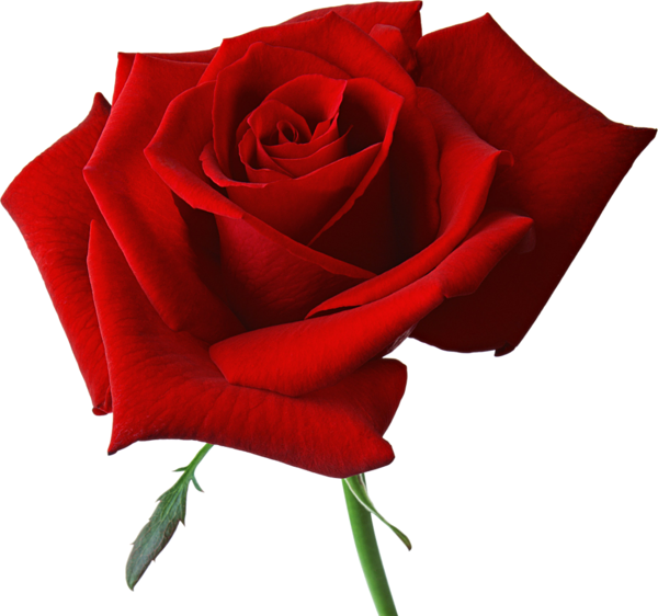 This png image - Large Red Rose Clipart, is available for free download