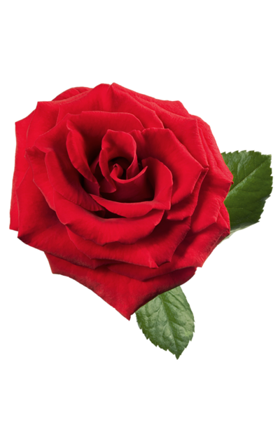 This png image - Large Red Rose PNG Clipart, is available for free download