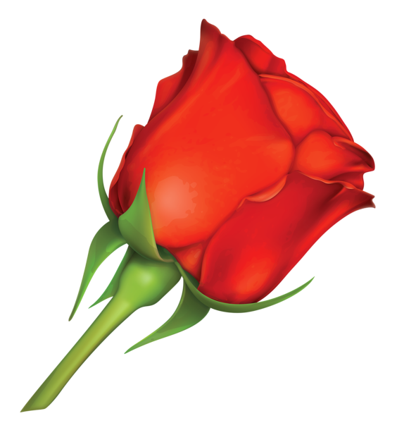 This png image - Large Red Rose PNG Image, is available for free download