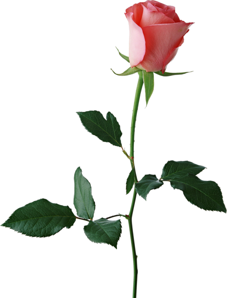 This png image - Large Rose Bud PNG Clipart, is available for free download