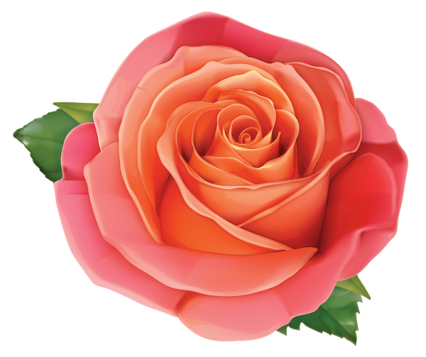 This png image - Large Rose PNG Clipart Image, is available for free download