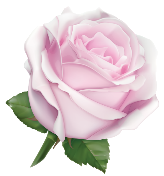 This png image - Large Soft Pink Rose PNG Clipart Image, is available for free download