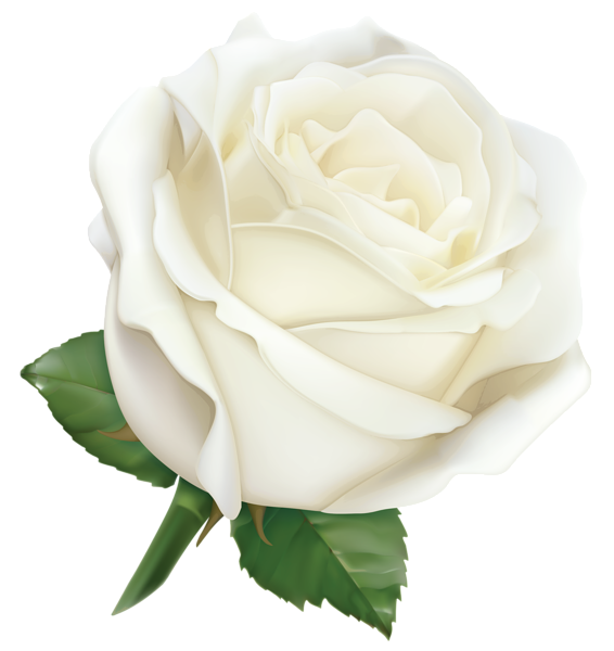 This png image - Large White Rose PNG Clipart Image, is available for free download