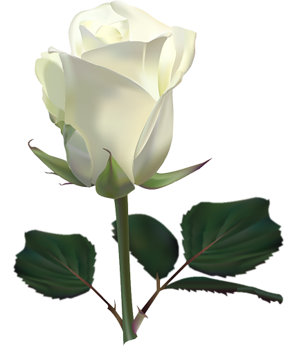 This png image - Large White Rose PNG Clipart Picture, is available for free download