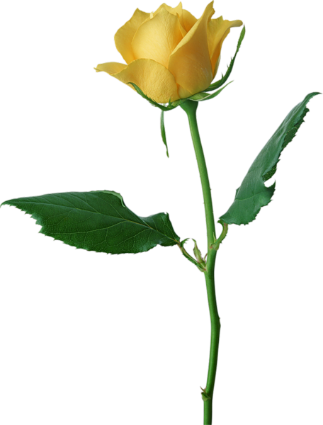 Large Yellow Rose PNG Clipart | Gallery Yopriceville - High-Quality