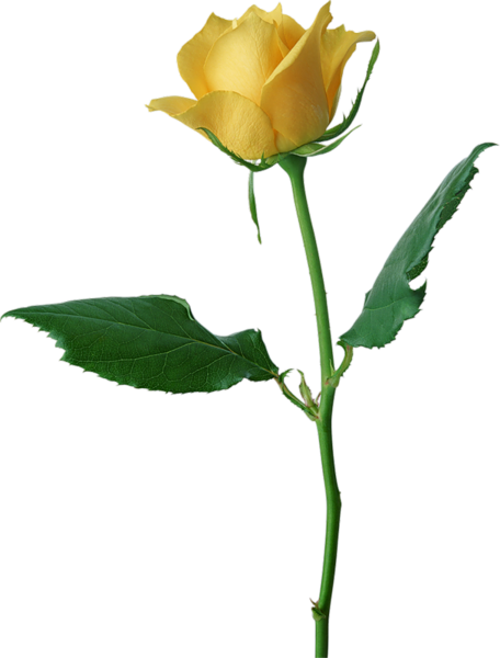 This png image - Large Yellow Rose PNG Clipart, is available for free download
