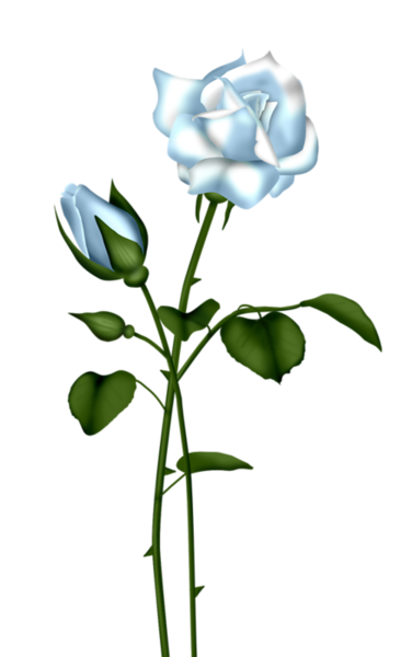 This png image - Light Blue Rose Transparent Clipart, is available for free download