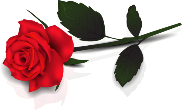 This png image - Lovely Transparent Red Rose Clipart, is available for free download