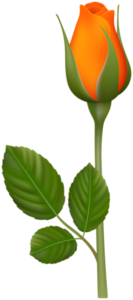 Orange Rose Bud PNG Clipart | Gallery Yopriceville - High-Quality Free ...