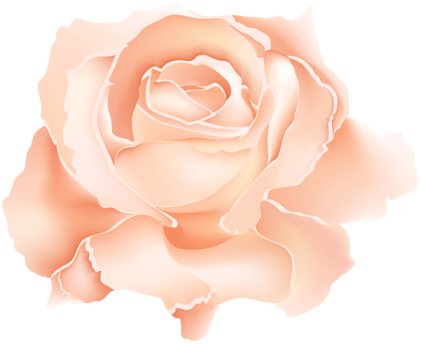 This png image - Orange Rose Flower PNG Clipart, is available for free download