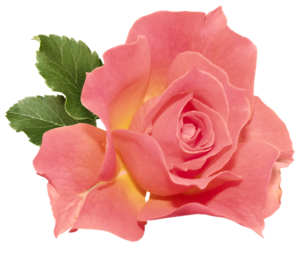 This png image - Orange Rose PNG Clipart, is available for free download