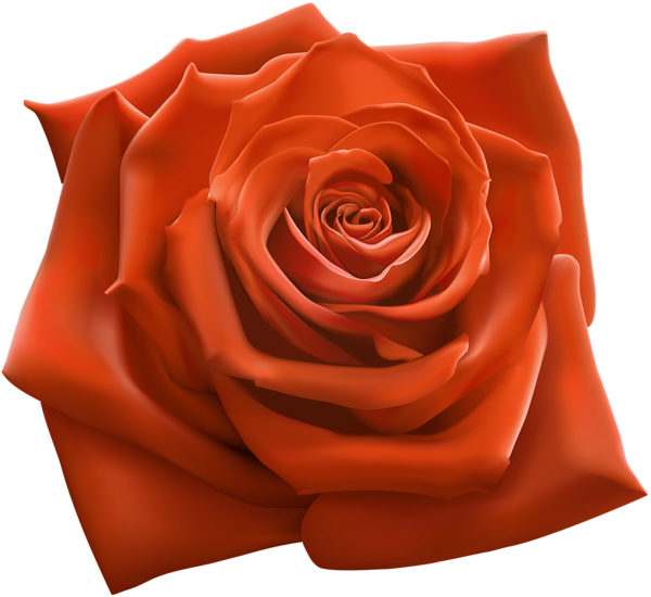 This png image - Orange Rose PNG Clipart Image, is available for free download