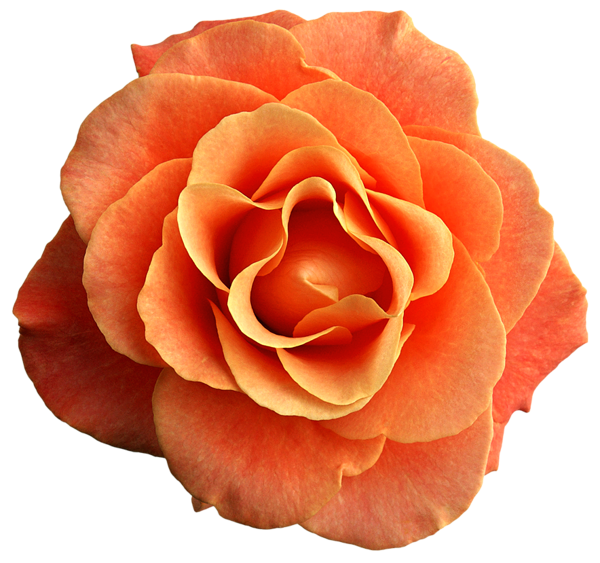 This png image - Orange Rose PNG Clipart Image, is available for free download