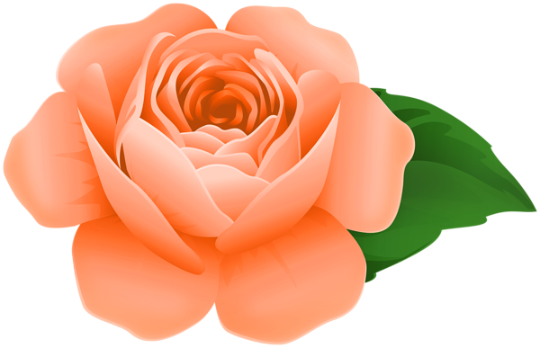 This png image - Orange Rose PNG Decorative Clipart, is available for free download