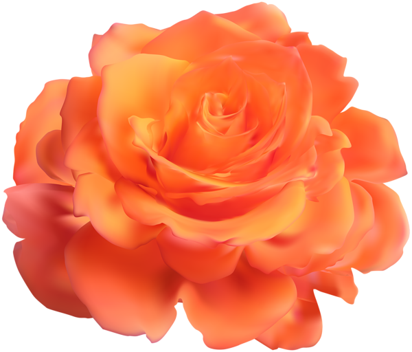 This png image - Orange Rose Transparent Clip Art Image, is available for free download