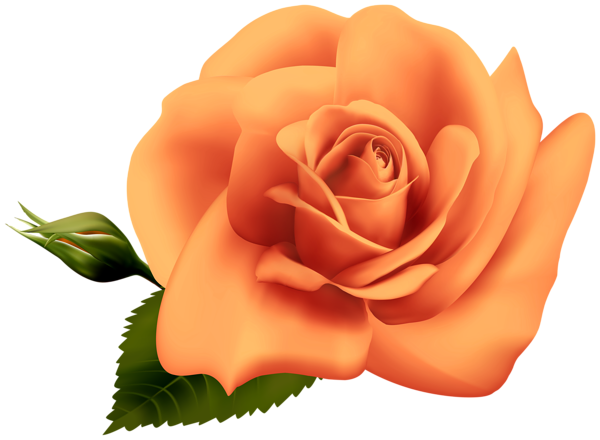This png image - Orange Rose Transparent Clipart Image, is available for free download